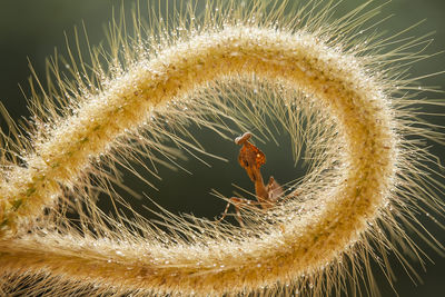 Close-up of insect on flower