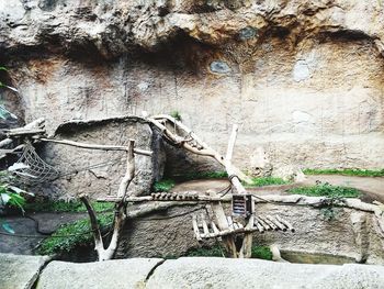 Plants growing on old wall by building