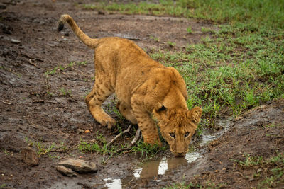 Cat lying on land