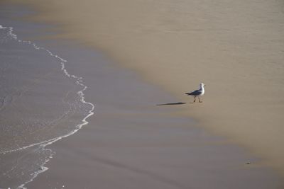 View of seagulls on beach