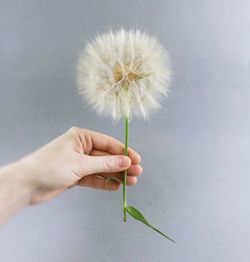 Close-up of hand holding dandelion against white background