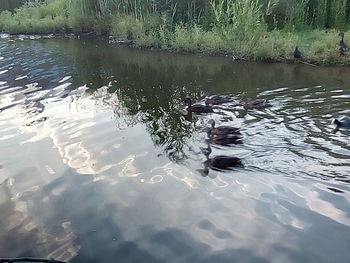 View of duck swimming in lake