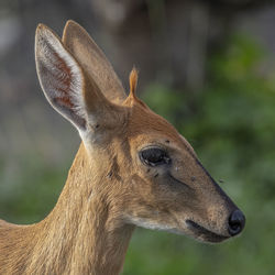 Close-up of deer