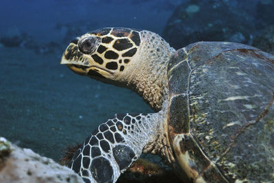 Turtle swimming in sea