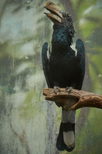 Close-up of bird perching on lake