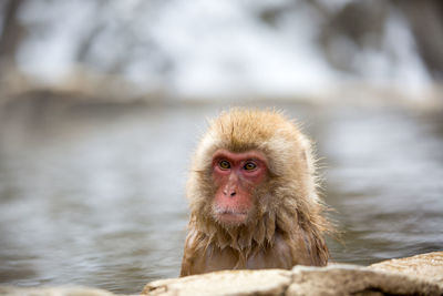 Close-up of monkey looking away in hot spring