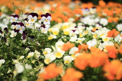 Close-up of flowers blooming outdoors