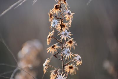 Close-up of wilted flowering plant