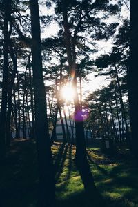 Sun shining through trees
