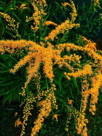 Close-up of yellow flowering plants