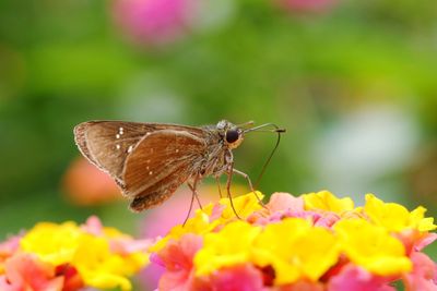 Close-up of butterfly pollinating on flower