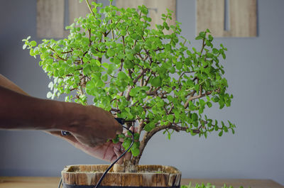 Hands of a black woman pruning a succulent plant portulacaria afra  or jade plant in a bonsai style.