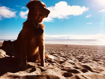 Dog sitting on beach