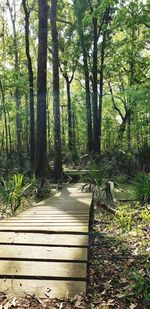 View of boardwalk in forest