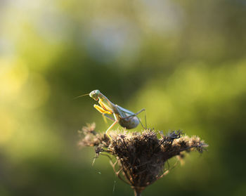 Close-up of insect on flower