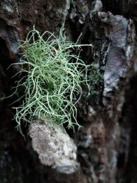 Close-up of moss growing on rock