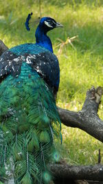 Close-up of peacock perching on a tree