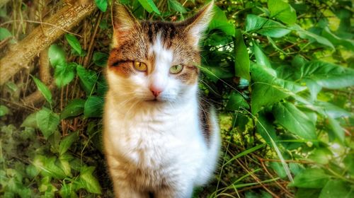 Close-up portrait of cat