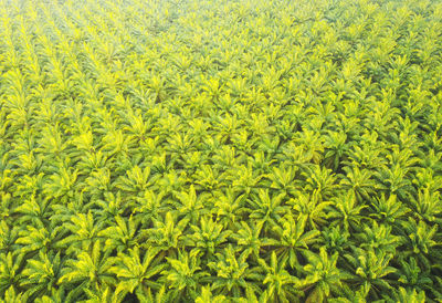 Aerial view of green palm plantation