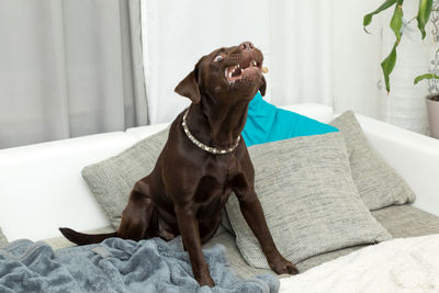 Dog looking away while sitting on sofa at home