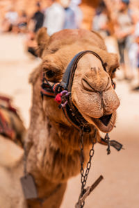 Close-up of camel