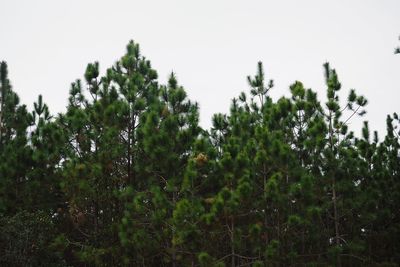 Close-up of raindrops on trees against sky