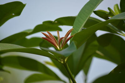 Close-up of flowering plant