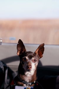 Portrait of dog sitting against sky