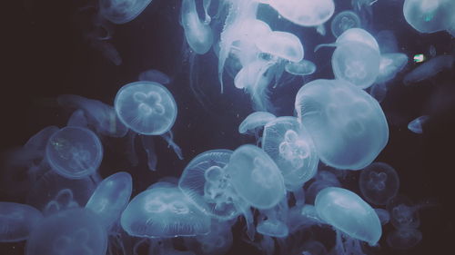 Close-up of jellyfish swimming in sea