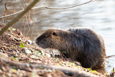 Nutria, coypu herbivorous, semiaquatic rodent member of the family myocastoridae on the riverbed