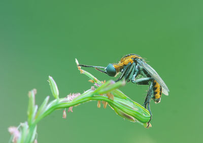 Close-up of insect on plant