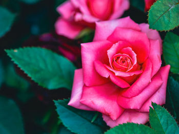 High angle view of rose bouquet