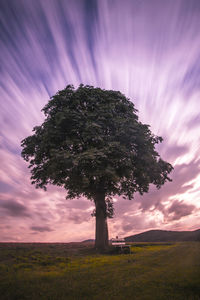 Tree on field against sky during sunset