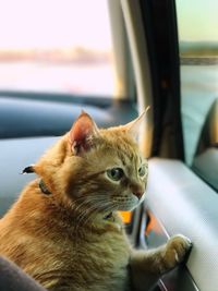 Close-up of cat sitting in car