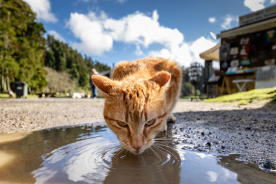 Full length of a cat drinking water