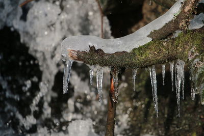 Close-up of icicles on tree during winter