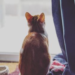 Rear view of cat looking at home