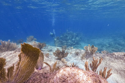 Coral reef at tugboat wreck scuba diving in sea ocean of curacao