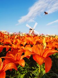 Close-up of orange flowers against sky