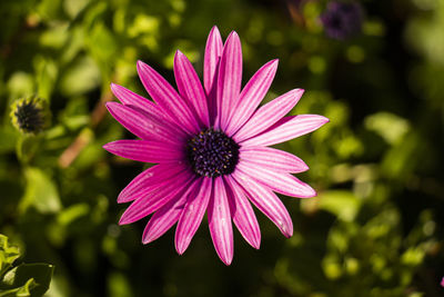 Close-up of purple flower