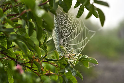 Close-up of spider on web against tree