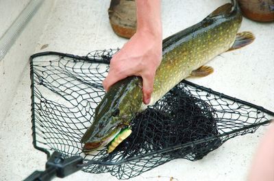 Close-up of hand holding fish