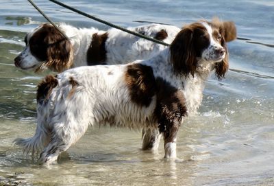 Springer spaniels walking on the beach