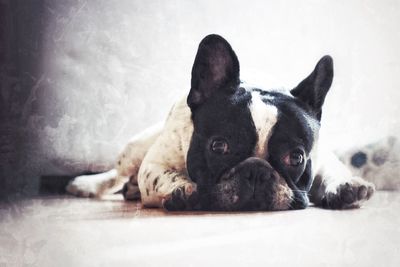 Close-up portrait of dog on floor at home