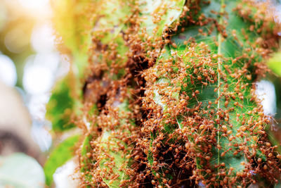 Close-up of red ants on leaves