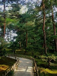 Footpath amidst trees in park