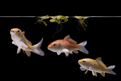 Close-up of fish swimming in sea