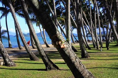 Palm trees on field