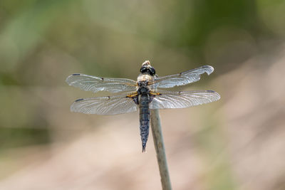 Close-up of dragonfly on twig