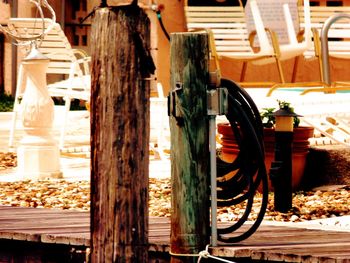 Close-up of tree trunk